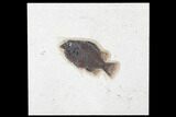 Fossil Fish (Cockerellites) - Green River Formation #179243-1